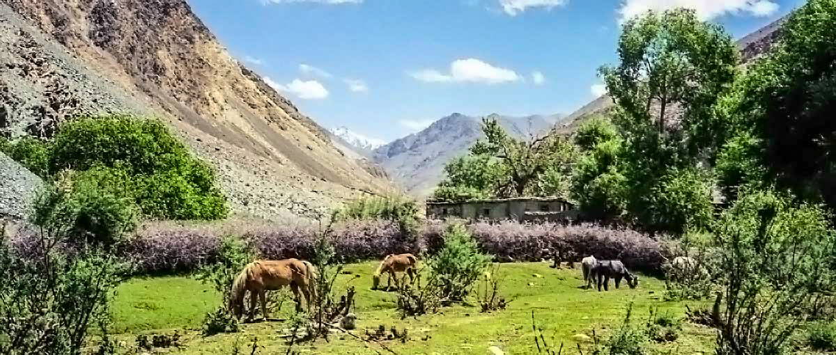ladakh-akgam-horses