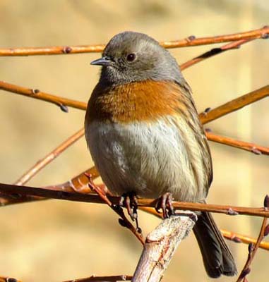 ladakh-bird-1