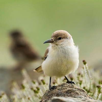 ladakh-bird-10
