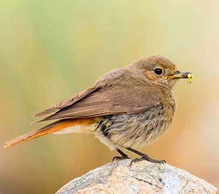 ladakh-bird-11
