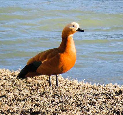 ladakh-bird-2