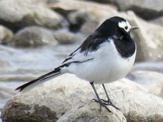 ladakh-bird-3