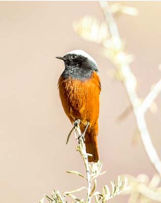 ladakh-bird-8