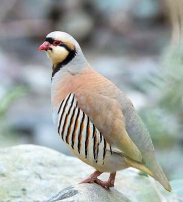 ladakh-bird-9