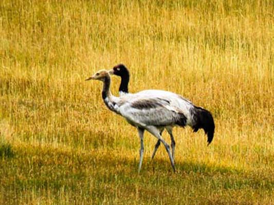 ladakh-black-necked-cranes