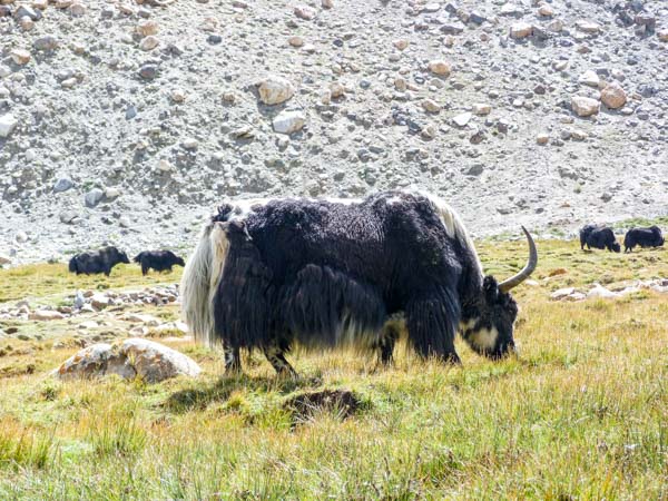 ladakh-black-yak