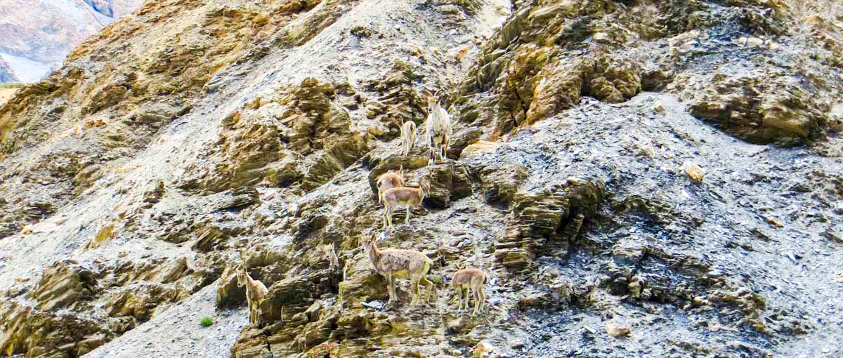 ladakh-blue-sheep-kharnak (1)