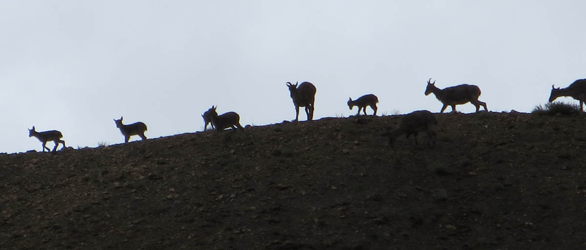 ladakh-blue-sheep-ridge
