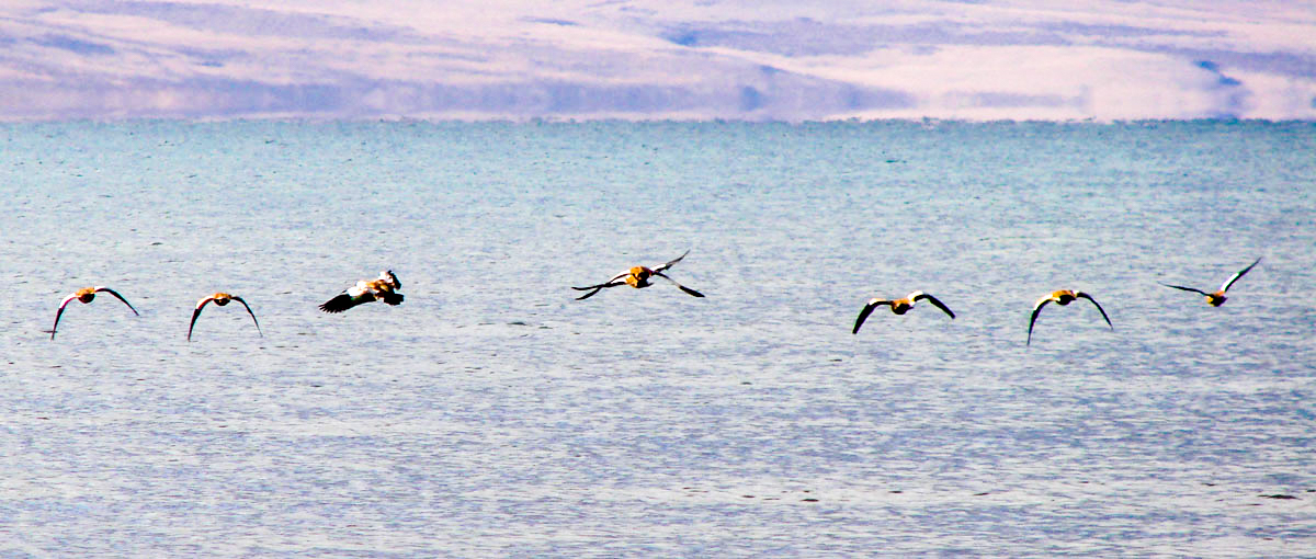 ladakh-brahiminy-ducks