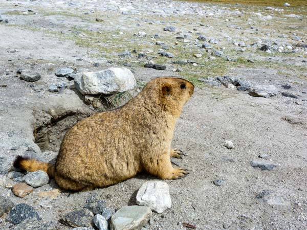ladakh-fat-marmot