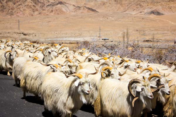 ladakh-goats-flock