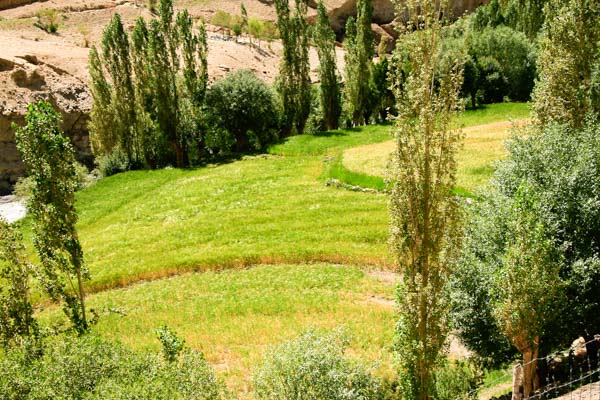 ladakh-green-field