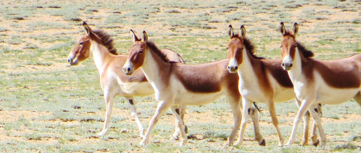 ladakh-kyang