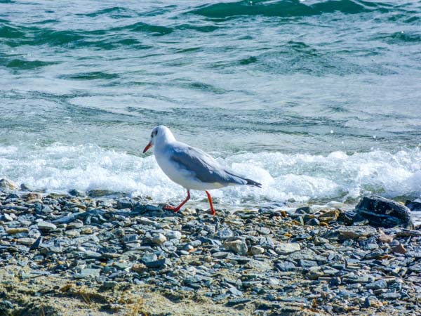 ladakh-seagul