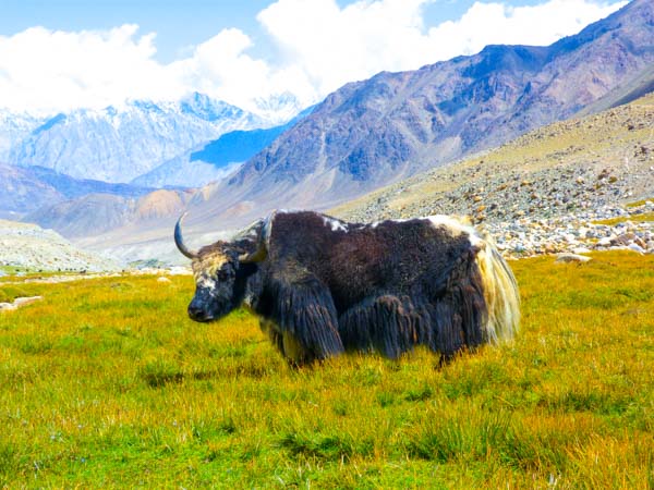 ladakh-yak-4