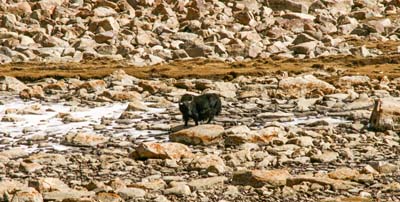 ladakh-yak-5