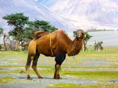 nubra-camel-1