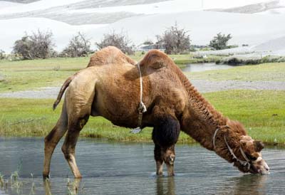 nubra-camel-6