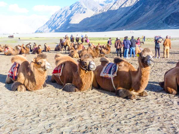 nubra-camels-resting