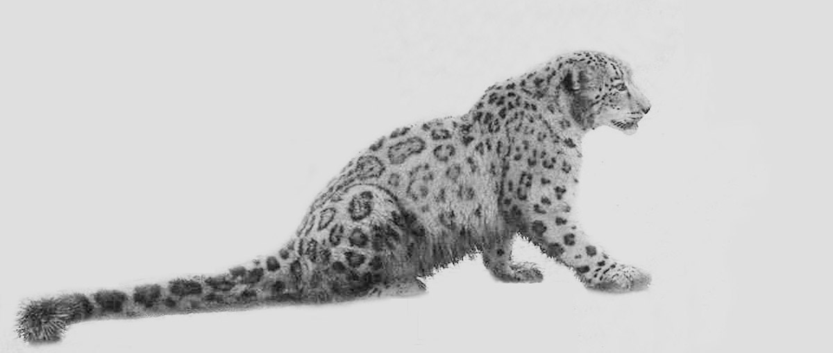 snow-leopard-b&w