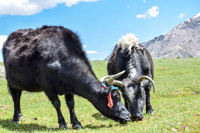 zanskar-yaks